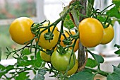 TOMATO GOLDEN SUMMER,  RIPENING TRUSS