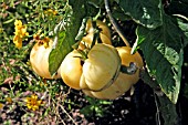 TOMATO WHITE BEAUTY,  FRUIT RIPENING ON PLANT