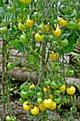 TOMATO,  SNOW WHITE CHERRY,  RIPENING TRUSS