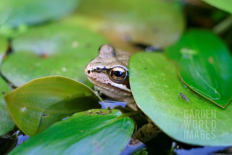 COMMON_FROG__RANA_TEMPORIA__LOOKING_OUT_FROM_LILY_PADS