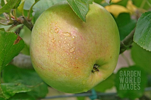 _APPLE_PEASGOOD_NONSUCH__RIPENING_FRUIT
