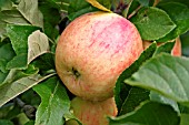 APPLE,  JAMES GRIEVE,  RIPENING FRUIT