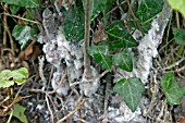 WOOLLY APHID ATTACK AT THE BASE OF APPLE TREE