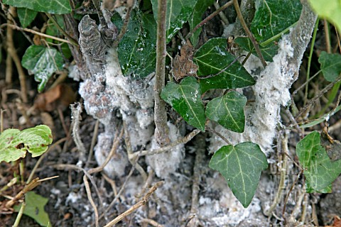 WOOLLY_APHID_ATTACK_AT_THE_BASE_OF_APPLE_TREE