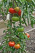 TOMATO MARMANDE RIPENING ON TRUSS