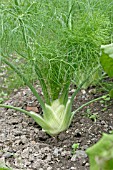 FOENICULUM VULGARE,  FLORENCE FENNEL