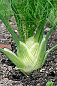 FOENICULUM VULGARE,  FLORENCE FENNEL