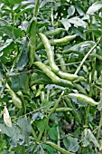 BROAD BEAN (MASTERPIECE) MATURE PODS ON PLANT