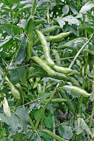 BROAD_BEAN_MASTERPIECE_MATURE_PODS_ON_PLANT