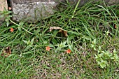 ANAGALLIS ARVENSIS,  SCARLET PIMPERNEL,  IN FLOWER AT LAWN EDGE