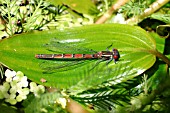 LARGE RED DAMSELFLY,  PYRRHOSOMA NYMPHALA,  MALE AT REST