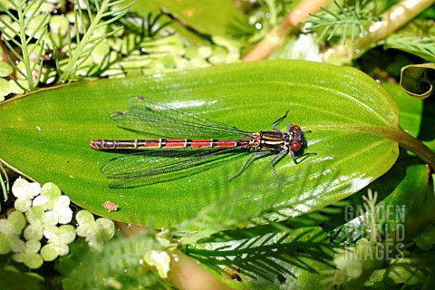 LARGE_RED_DAMSELFLY__PYRRHOSOMA_NYMPHALA__MALE_AT_REST