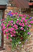 HANGING BASKET,  IN FLOWER IN AUGUST