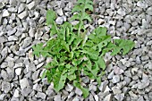 TARAXACUM OFFICINALE,  DANDELION GROWING THROUGH SHINGLE