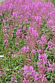 EPILOBIUM ANGUSTIFOLIUM,  ROSE BAY WILLOWHERB PLANTS IN FLOWER