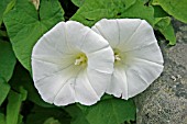 CONVOLVULUS SEPIUM,  BINDWEED,  CLOSE UP OF FLOWERS