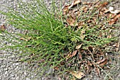 HORSETAIL (EQUISETUM) CAN EASILY GROW THROUGH TARMAC