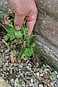 WEEDS CAN EASILY BE PULLED WITH ROOTS IF MULCHED WITH SHINGLE