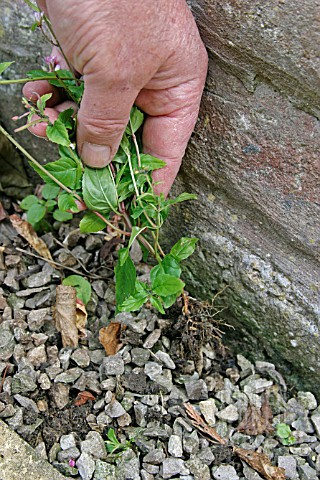 WEEDS_CAN_EASILY_BE_PULLED_WITH_ROOTS_IF_MULCHED_WITH_SHINGLE