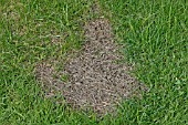 MOSS IN LAWN,  TREATMENT CAN LEAVE BARE PATCHES