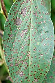 BEAN CHOCOLATE SPOT (BOTRYTIS FABAE) CLOSE UP OF TOP SURFACE OF INFECTED LEAF