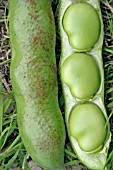 BEAN CHOCOLATE SPOT (BOTRYTIS FABAE) DOES NOT PENETRATE INSIDE THE POD