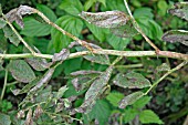 BEAN CHOCOLATE SPOT(BOTRYTIS FABAE) HEAVY ATTACK ON LEAVES AND STEMS