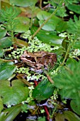 COMMON FROG,  RANA TEMPORIA,  AT REST IN POND