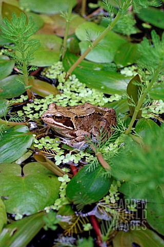 COMMON_FROG__RANA_TEMPORIA__AT_REST_IN_POND