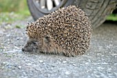 HEDGEHOG (ERINACEOUS EUROPAEUS) CROSSING ROAD IN FRONT OF CAR