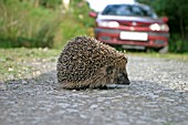 HEDGEHOG (ERINACEOUS EUROPAEUS) CROSSING ROAD IN FRONT OF CAR