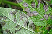 POTATO BLIGHT (PHYTOPHTHORA INFESTANS) INFECTED LEAF SHOWING BOTH SURFACES