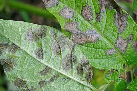 POTATO_BLIGHT_PHYTOPHTHORA_INFESTANS_INFECTED_LEAF_SHOWING_BOTH_SURFACES