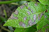 POTATO BLIGHT (PHYTOPHTHORA INFESTANS) CLOSE UP OF INFECTED LEAF TOP SURFACE