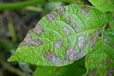 POTATO_BLIGHT_PHYTOPHTHORA_INFESTANS_CLOSE_UP_OF_INFECTED_LEAF_TOP_SURFACE