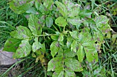 POTATO BLIGHT ( PHYTOPHTHORA INFESTANS) FIRST STAGES OF INFESTATION