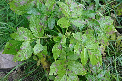 POTATO_BLIGHT__PHYTOPHTHORA_INFESTANS_FIRST_STAGES_OF_INFESTATION