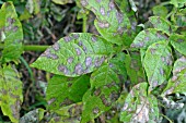 POTATO BLIGHT (PHYTOPHTHORA INFESTANS) CLOSE UP OF INFECTED LEAVES