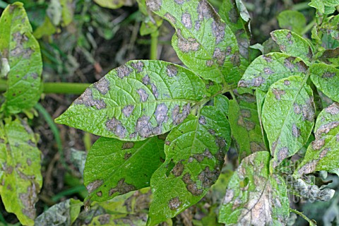 POTATO_BLIGHT_PHYTOPHTHORA_INFESTANS_CLOSE_UP_OF_INFECTED_LEAVES