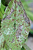 BEAN CHOCOLATE SPOT (BOTRYTIS FABAE) SHOWING TOP SURFACE OF LEAF