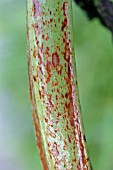 BEAN CHOCOLATE SPOT (BOTRITIS FABAE) ATTACKS STEM OF BROAD BEAN