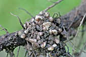 ROOT NODULES CAUSED BY RHIZOBIUM BACTERIA ON BROAD BEAN