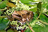 COMMON FROG,  RANA TEMPORIA,  AT REST IN POND