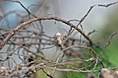 ROOT NODULES CAUSED BY RHIZOBIUM BACTERIA ON BROAD BEAN