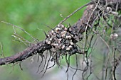 ROOT NODULES CAUSED BY RHYZOBIUM BACTERIA ON BROAD BEAN