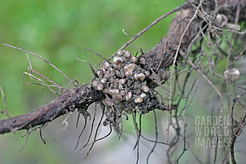 ROOT_NODULES_CAUSED_BY_RHYZOBIUM_BACTERIA_ON_BROAD_BEAN