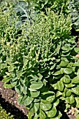 LETTUCE PLANTS GOING TO SEED