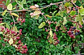 RUBUS FRUTICOSUS,  BLACKBERRY,  MERTON THORNLESS