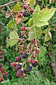 RUBUS FRUTICOSUS,  BLACKBERRY,  MERTON THORNLESS