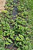 WEED CONTROL,  MYPLEX UNDER STRAWBERRIES